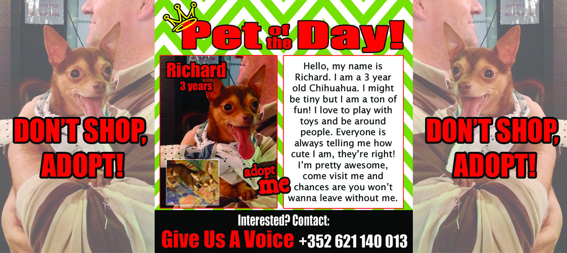 12-02-15 Pet of the Day for website