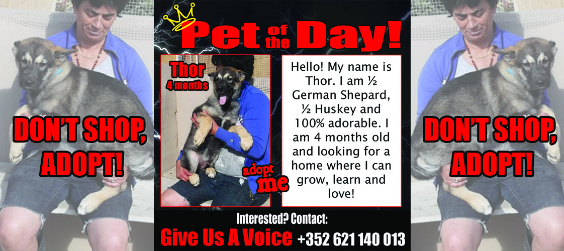 12-04-15 Pet of the Day for website