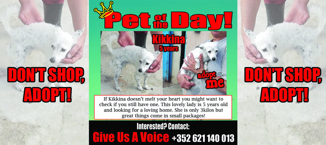 12-09-15 Pet of the Day for website