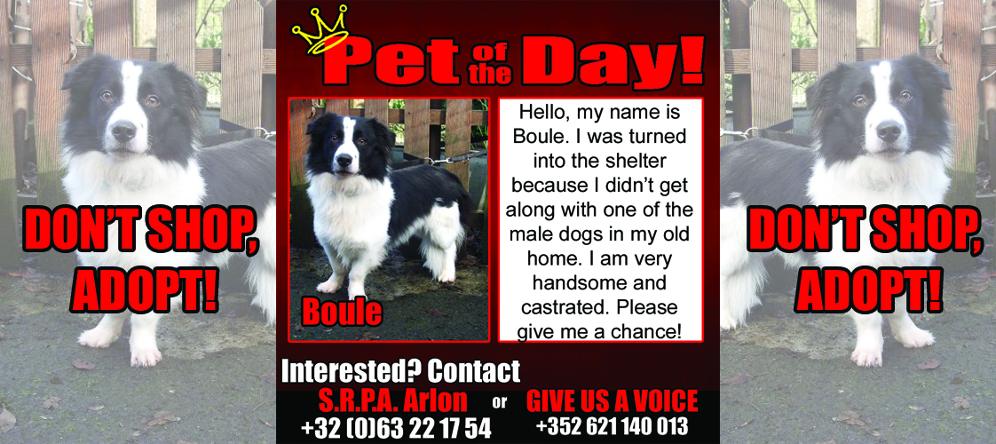 12-24-15 Pet of the Day for website