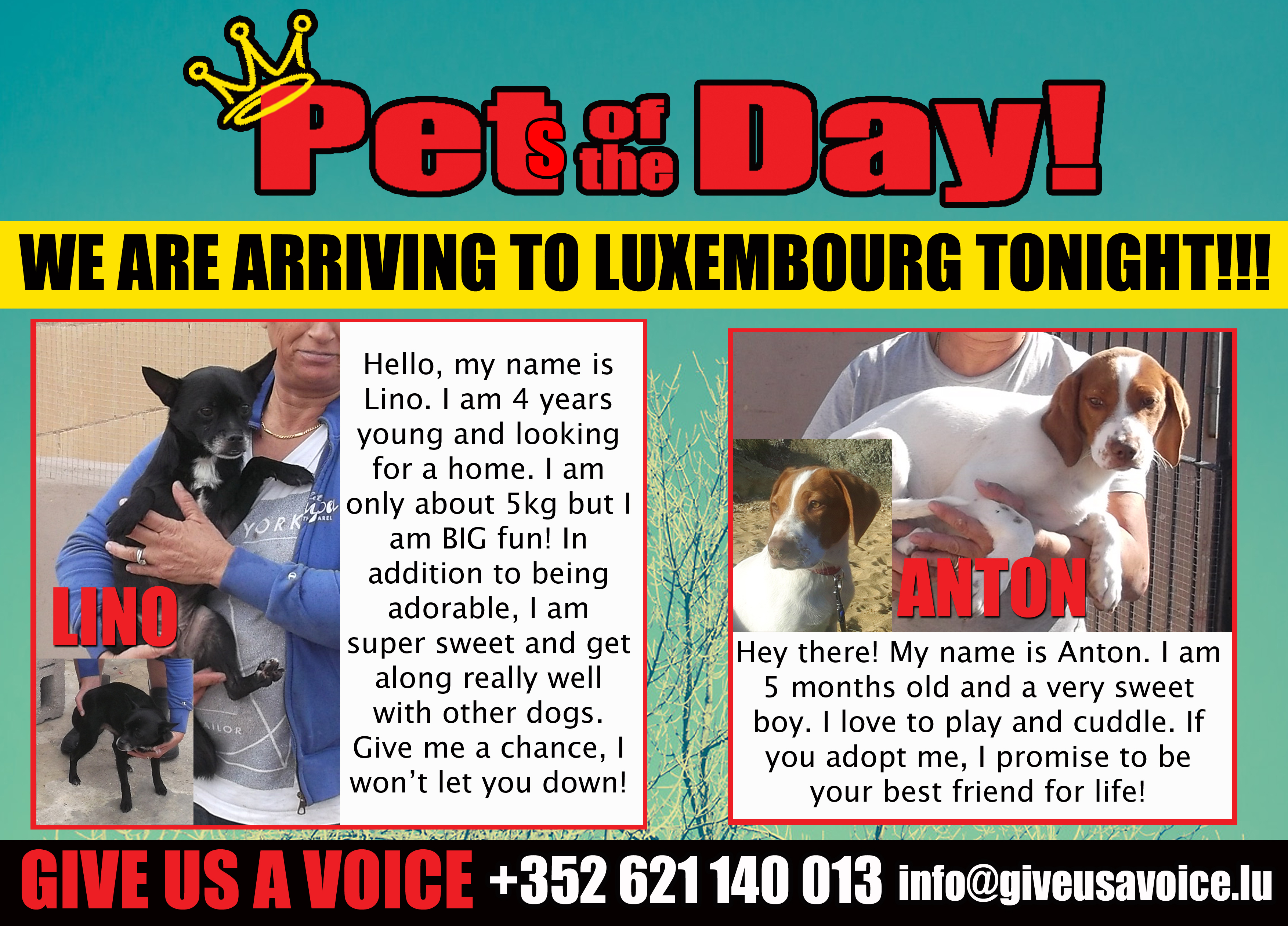 01-13-16 Pet of the Day