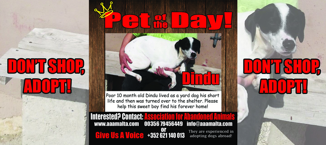 05-07-15 Pet of the Day for website