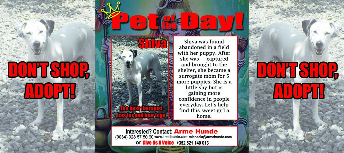 05-18-15 Pet of the Day for website