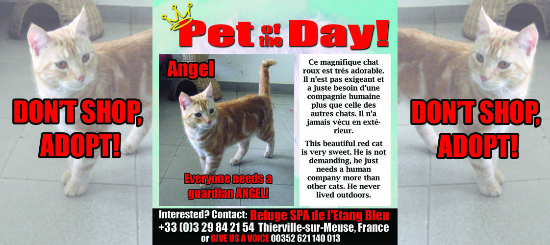 07-01-15 Pet of the Day for website