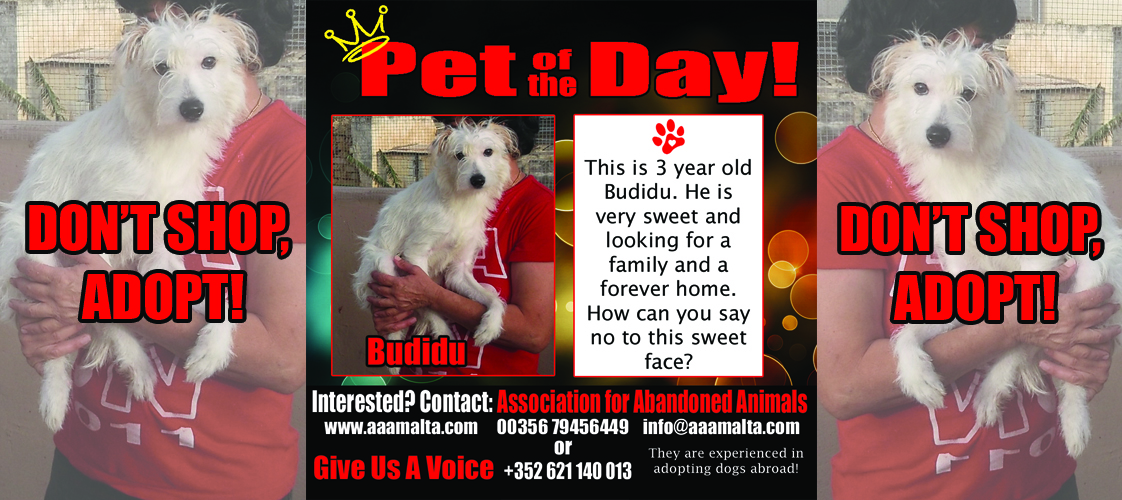 08-25-15 Pet of the Day for website