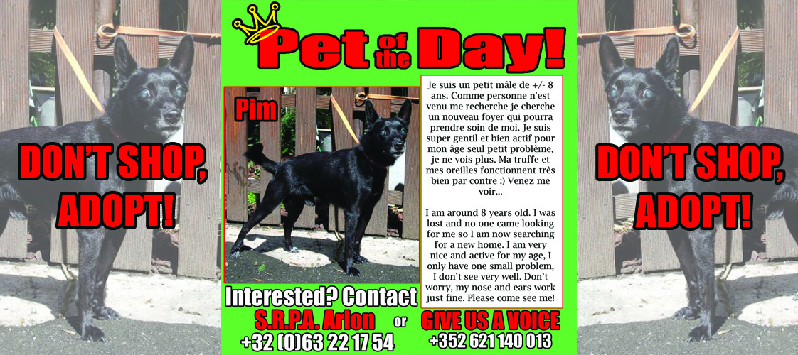 09-07-15 Pet of the Day for website