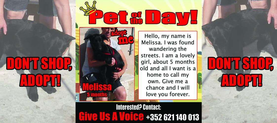 12-07-15 Pet of the Day for website