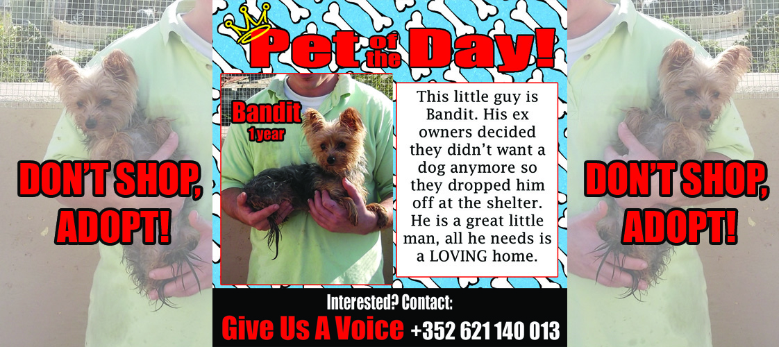12-14-15 Pet of the Day for website