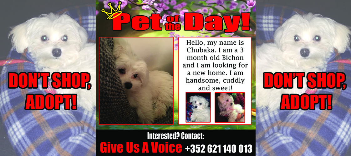 12-15-15 Pet of the Day for website
