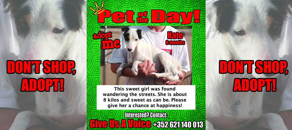 12-23-15 Pet of the Day for website