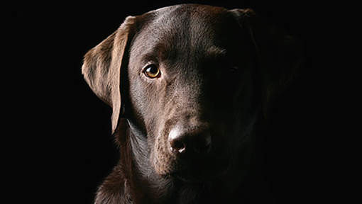 Black lab