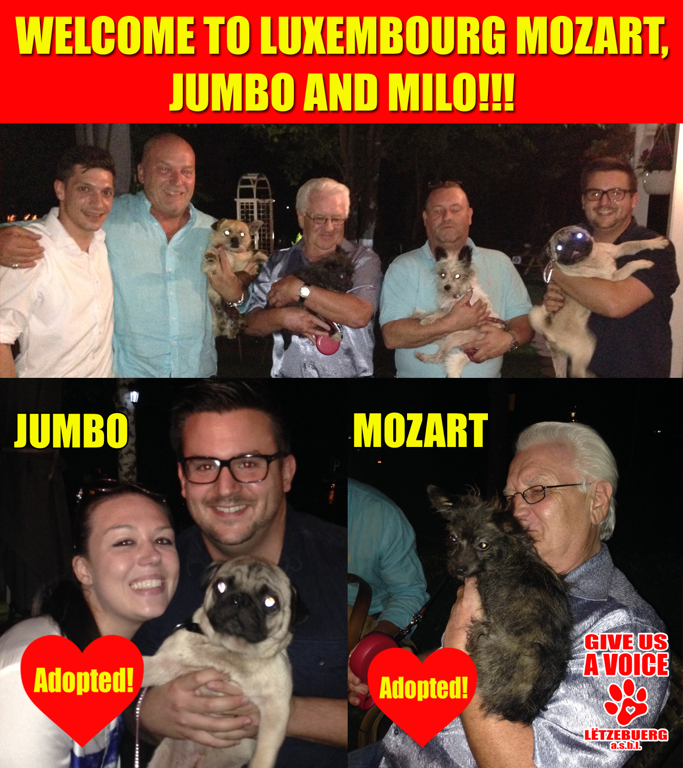 AAA Malta dogs adopted copy