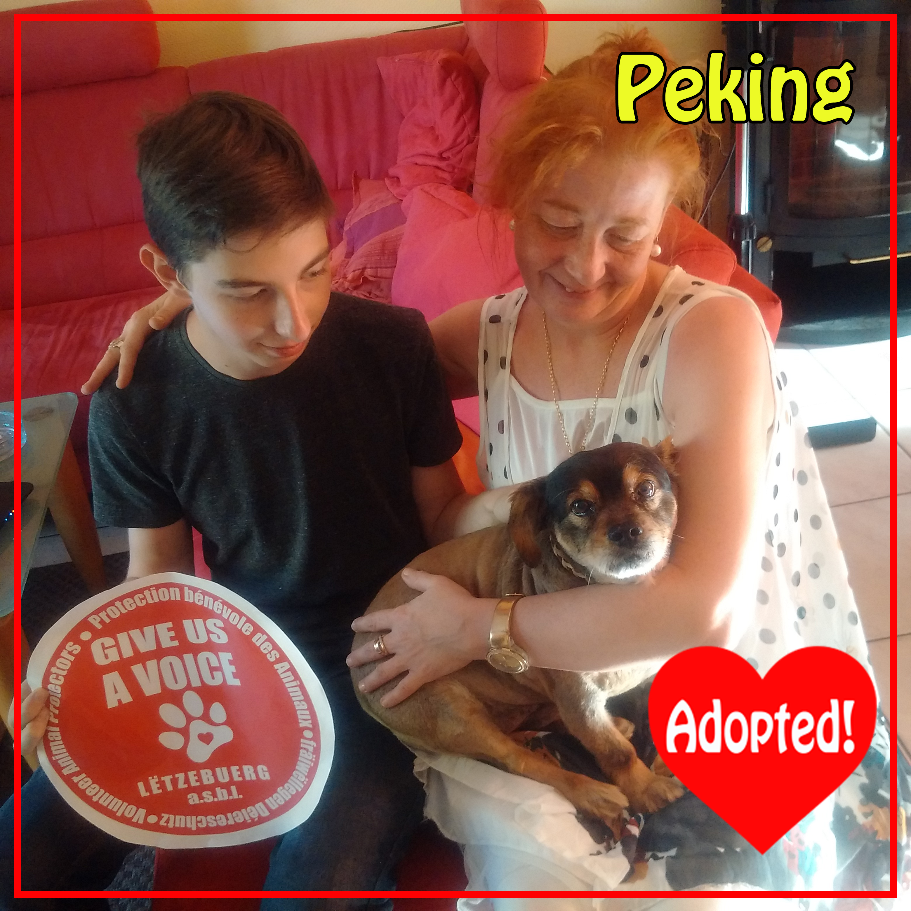 Peking Adopted! copy