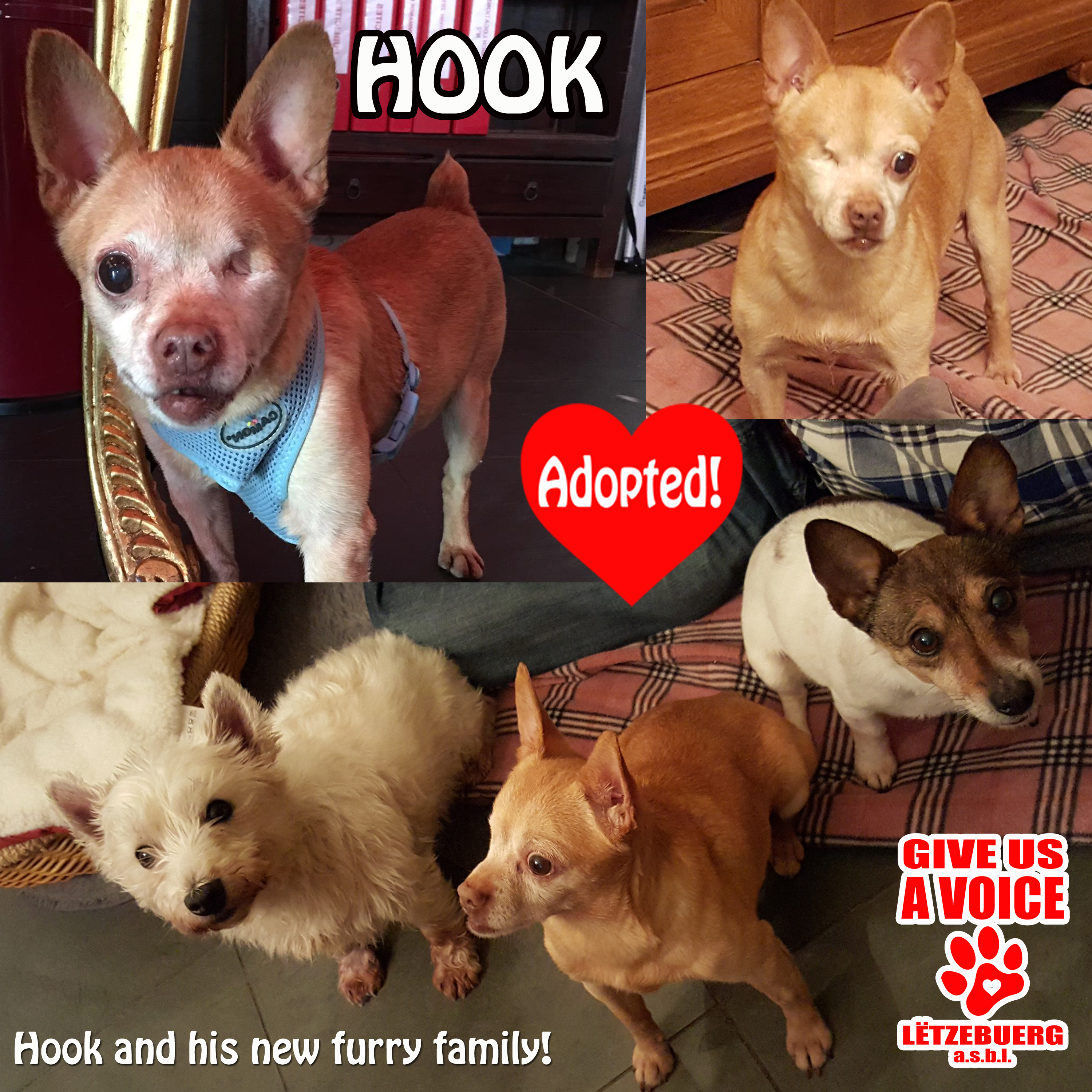 Hook Adopted! copy